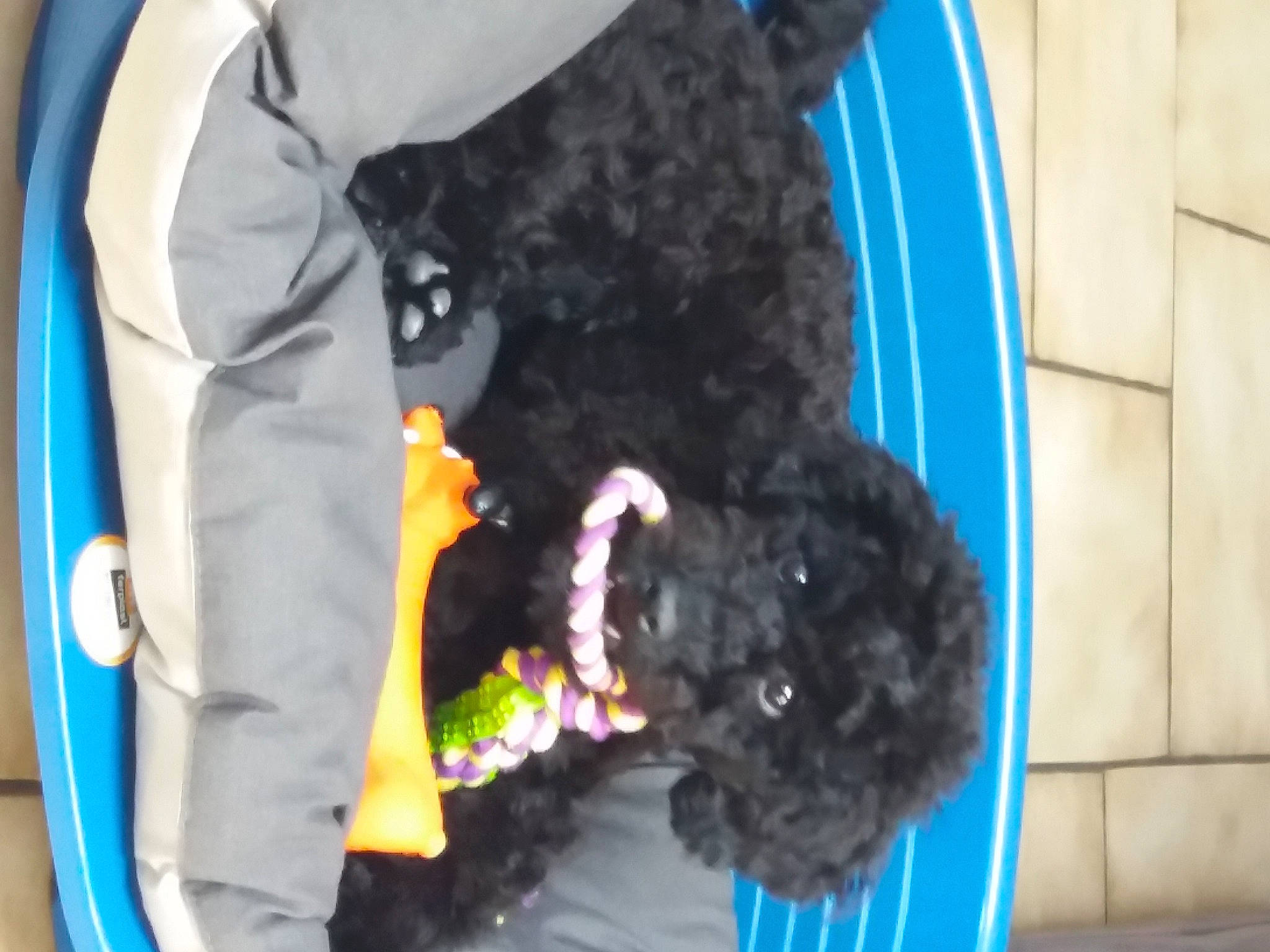 Kenzo a rejoint le concours — aidez-le/la à gagner de superbes lots ! canidae, carnivore, collar, companion_dog, dog, dog_breed, dog_collar, dog_supply, electric_blue, fashion_accessory, fur, labradoodle, sleeve, sporting_group, stuffed_toy, tail, terrier, toy_dog, vertebrate, wool