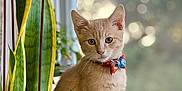 Mango is registered to the contest to win money with this photo: animal, bokeh, bow_tie, cat, curious, cute, domestic_cat, feline, greenery, houseplant, indoor, kitten, orange_fur, pet, portrait, sitting, soft_light, window, windowsill, young_animal