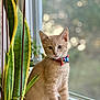 animal, bokeh, bow_tie, cat, curious, cute, domestic_cat, feline, greenery, houseplant, indoor, kitten, orange_fur, pet, portrait, sitting, soft_light, window, windowsill, young_animal