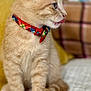 Mango joined the competition — help win amazing prizes! animal, background_blur, cat, collar, cute, fluffy, fur, indoor, kitten, licking, pet, plaid, side_profile, sitting, small, texture, tongue, whiskers, white, young