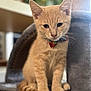 Mango joined the competition — help win amazing prizes! animal, bow_tie, cat, cat_tree, close_up, cozy, curious, cute, domestic_cat, feline, fur, indoor, kitten, orange_cat, pet, playful, sitting, soft_focus, whiskers, young_cat