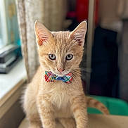 Mango is registered to the contest to win money with this photo: animal, bow_tie, cat, cozy, curious, cute, domestic, ears, feline, fur, indoor, kitten, orange_tabby, pet, portrait, sitting, soft_light, whiskers, window, young