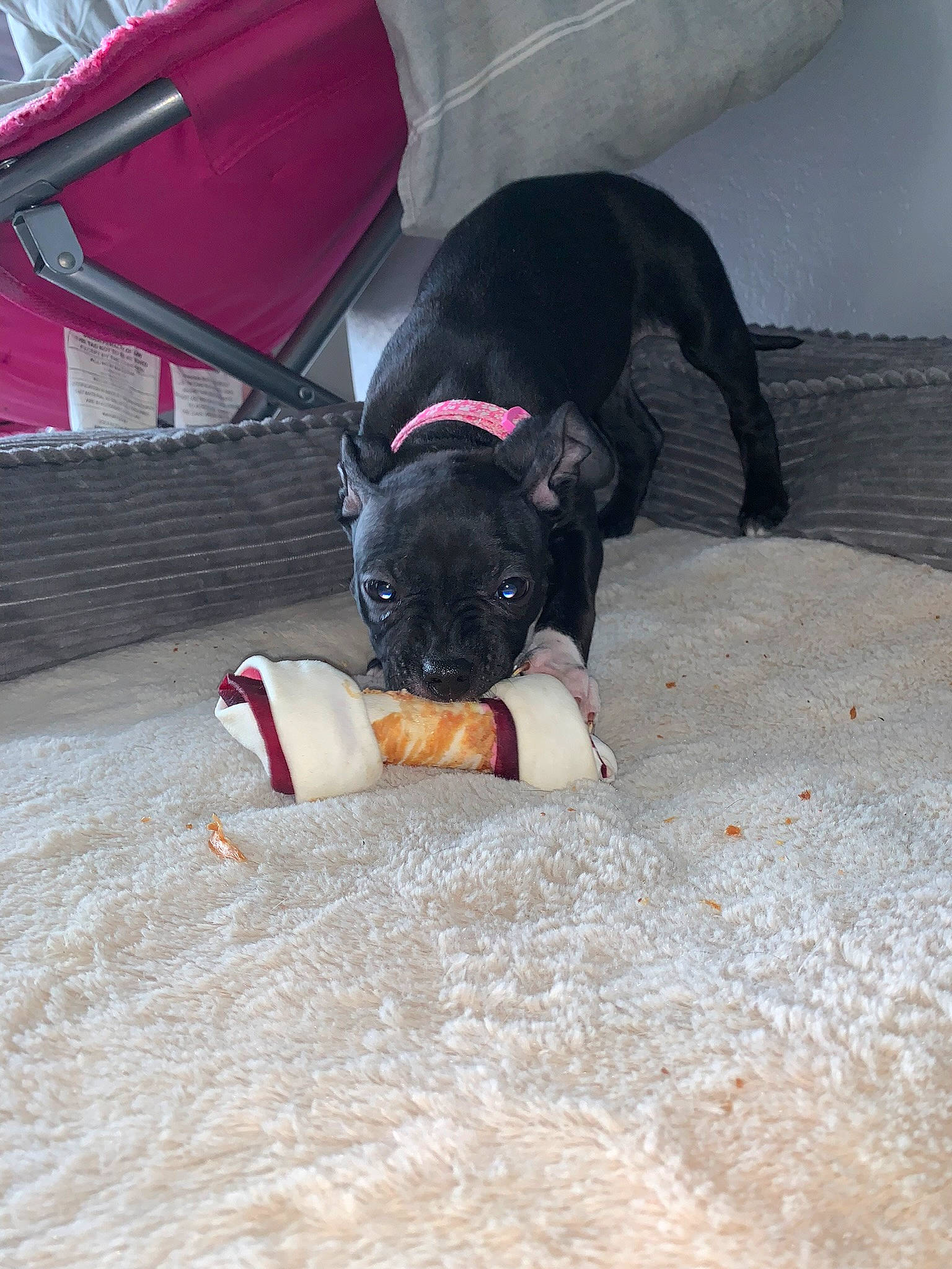 Sage joined the competition — help win amazing prizes! bag, ball, carmine, carnivore, collar, comfort, companion_dog, dog, dog_breed, dog_supply, fawn, floor, flooring, human_leg, leash, pet_supply, snout, tail, thigh, working_animal