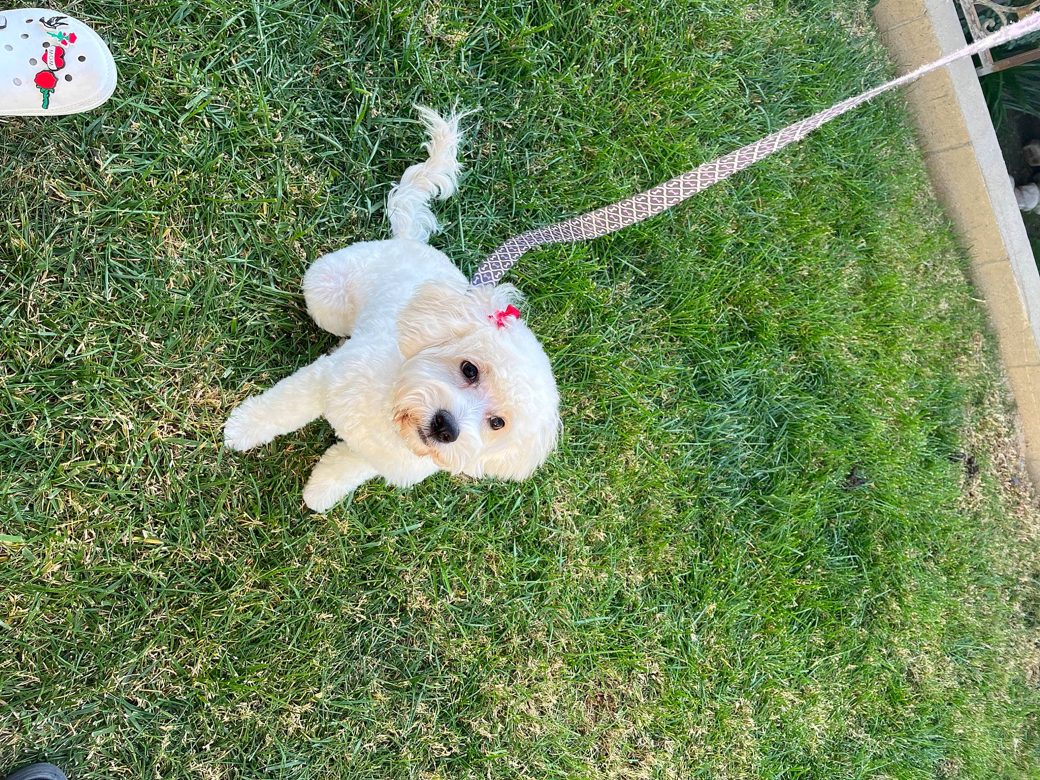 Chloe joined the competition — help win amazing prizes! artificial_turf, ball, canidae, carnivore, companion_dog, dog, dog_breed, fawn, garden, grass, groundcover, lawn, plant, shrub, sporting_group, stuffed_toy, tail, toy, toy_dog, yard