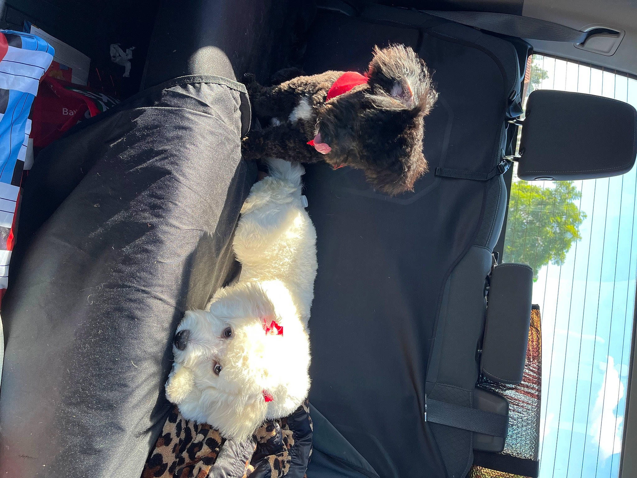 Chloe joined the competition — help win amazing prizes! auto_part, automotive_exterior, automotive_window_part, carmine, dog_breed, event, feather, fur, luxury_vehicle, motor_vehicle, sporting_group, trunk, vehicle, vehicle_door, windshield, wing