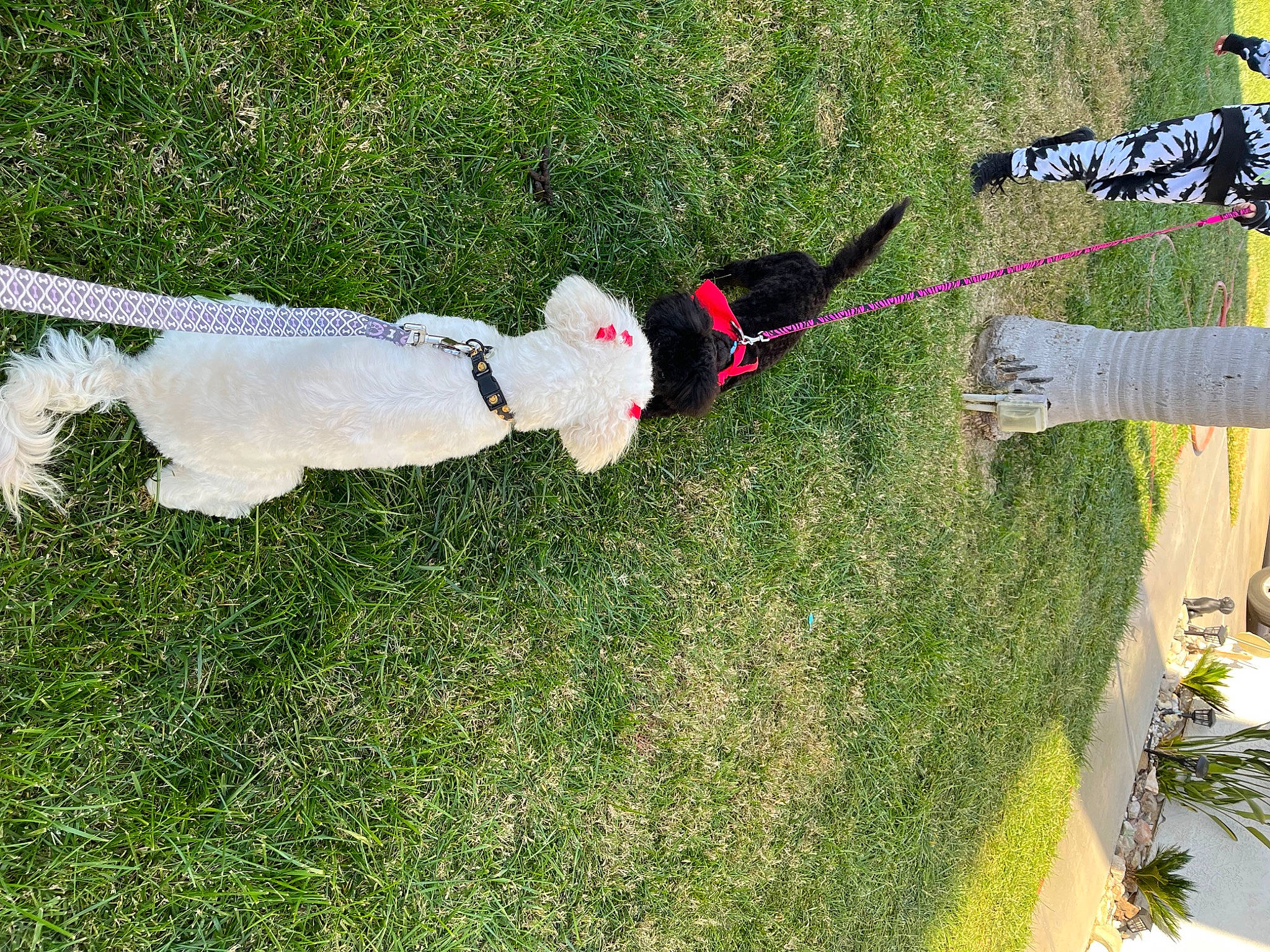 Chloe is registered to the contest to win money with this photo: canidae, carmine, carnivore, collar, companion_dog, dog, dog_breed, dog_supply, flooring, fun, grass, landscape, lawn, line, plant, shadow, shrub, sporting_group, tail, tree