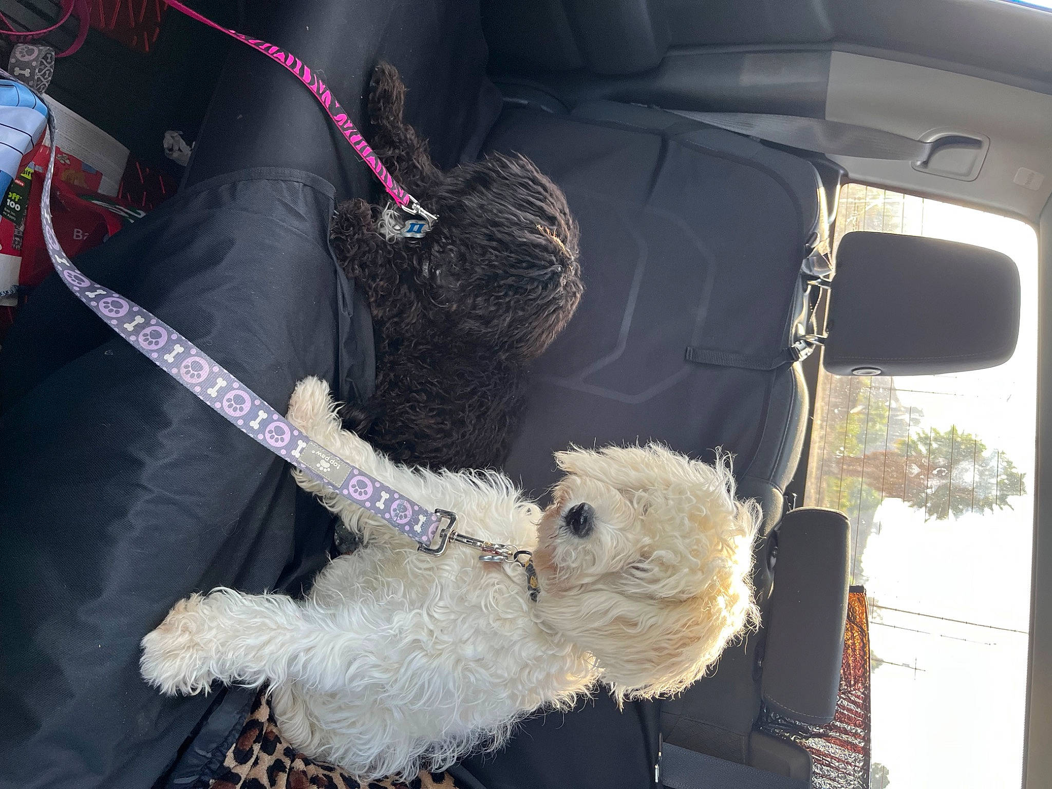 Chloe is registered to the contest to win money with this photo: auto_part, automotive_exterior, automotive_window_part, car, car_seat, car_seat_cover, carnivore, companion_dog, event, fur, luxury_vehicle, motor_vehicle, snout, sporting_group, tree, vehicle, vehicle_door, vertebrate, window, windshield