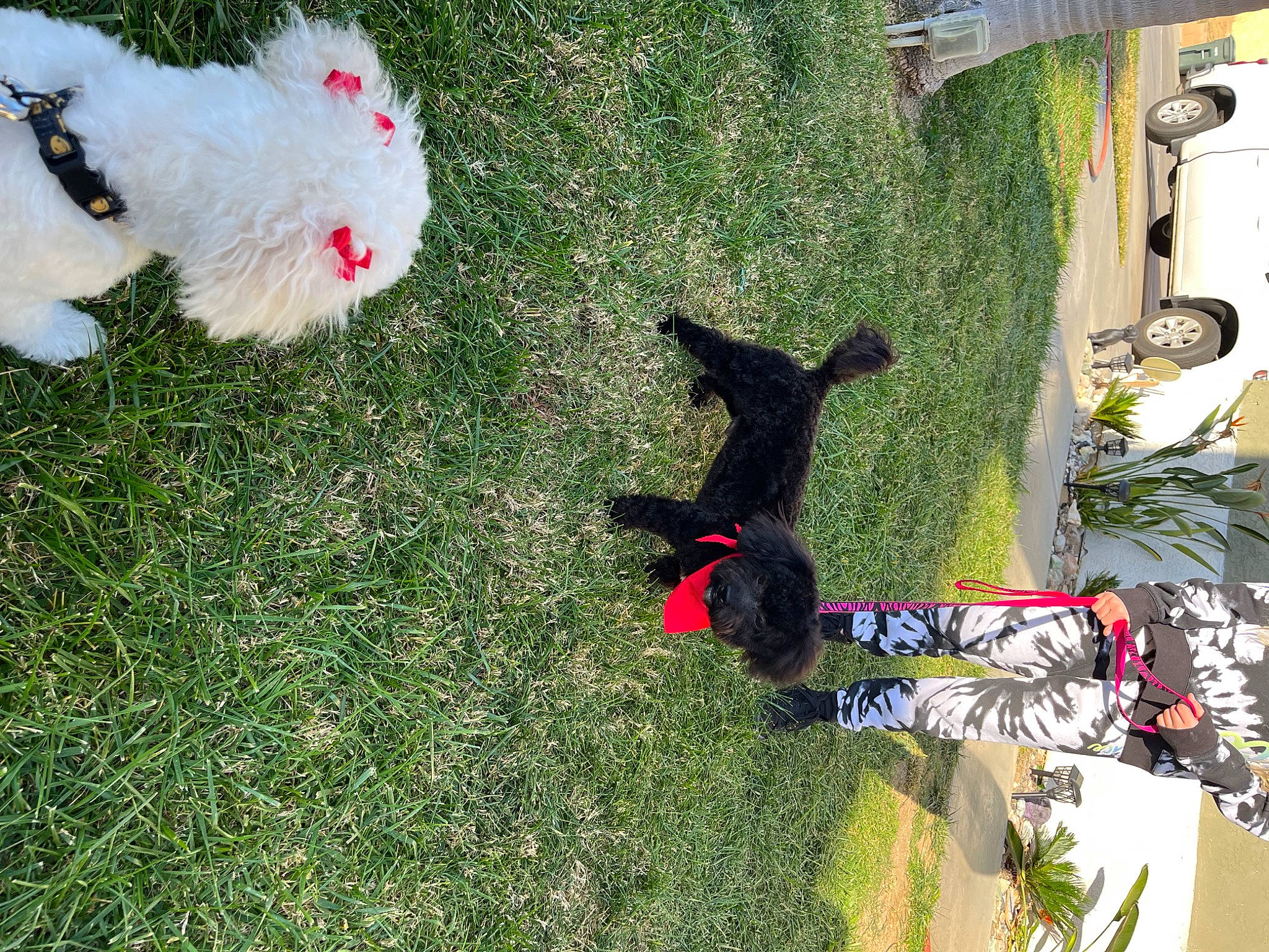 Teddy Bear joined the competition — help win amazing prizes! carnivore, companion_dog, dog, dog_breed, extreme_sport, fur, grass, green, lawn, leisure, non_sporting_group, plant, recreation, shadow, sporting_group, tail, terrier, toy_dog, tree, yard