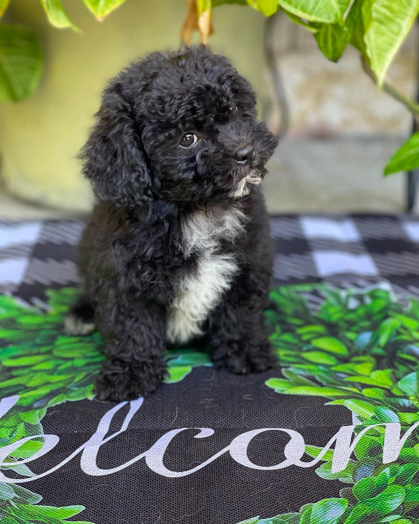 Teddy Bear is registered to the contest to win money with this photo: carnivore, companion_dog, dog, dog_breed, fawn, fur, grass, green, groundcover, leaf, liver, organism, plant, snout, soil, sporting_group, terrestrial_animal, terrestrial_plant, terrier, toy_dog