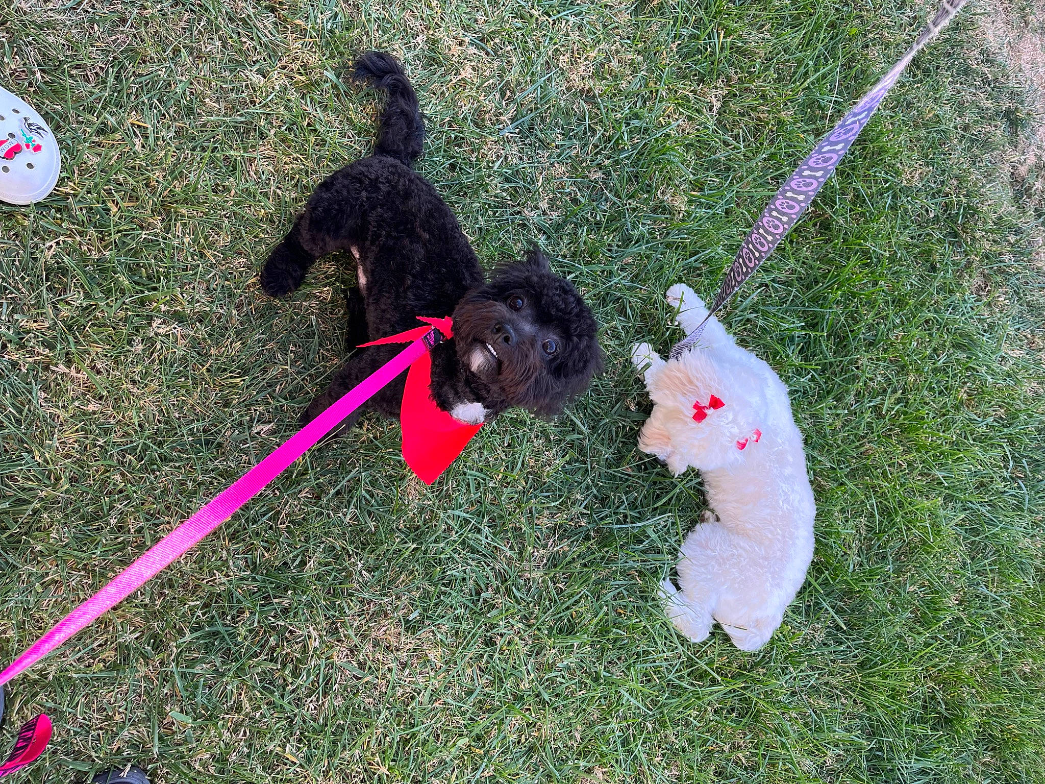 Teddy Bear joined the competition — help win amazing prizes! canidae, carmine, carnivore, collar, companion_dog, dog, dog_breed, fun, grass, lawn, leash, non_sporting_group, recreation, shadow, snowman, soil, sporting_group, tail, toy, yard