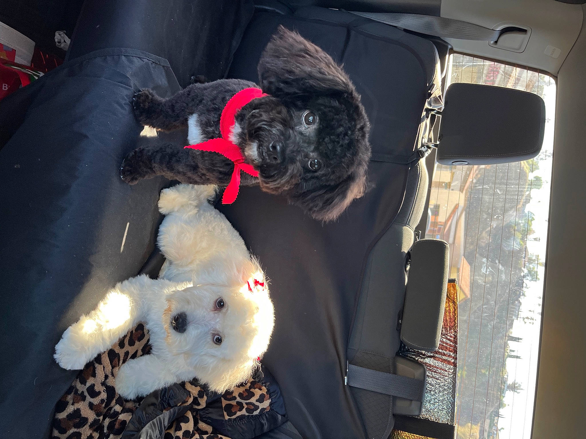 Teddy Bear joined the competition — help win amazing prizes! auto_part, automotive_design, automotive_exterior, automotive_lighting, car_seat, car_seat_cover, carnivore, companion_dog, dog, dog_breed, family_car, fur, hood, luxury_vehicle, motor_vehicle, sporting_group, toy, trunk, vehicle, vehicle_door