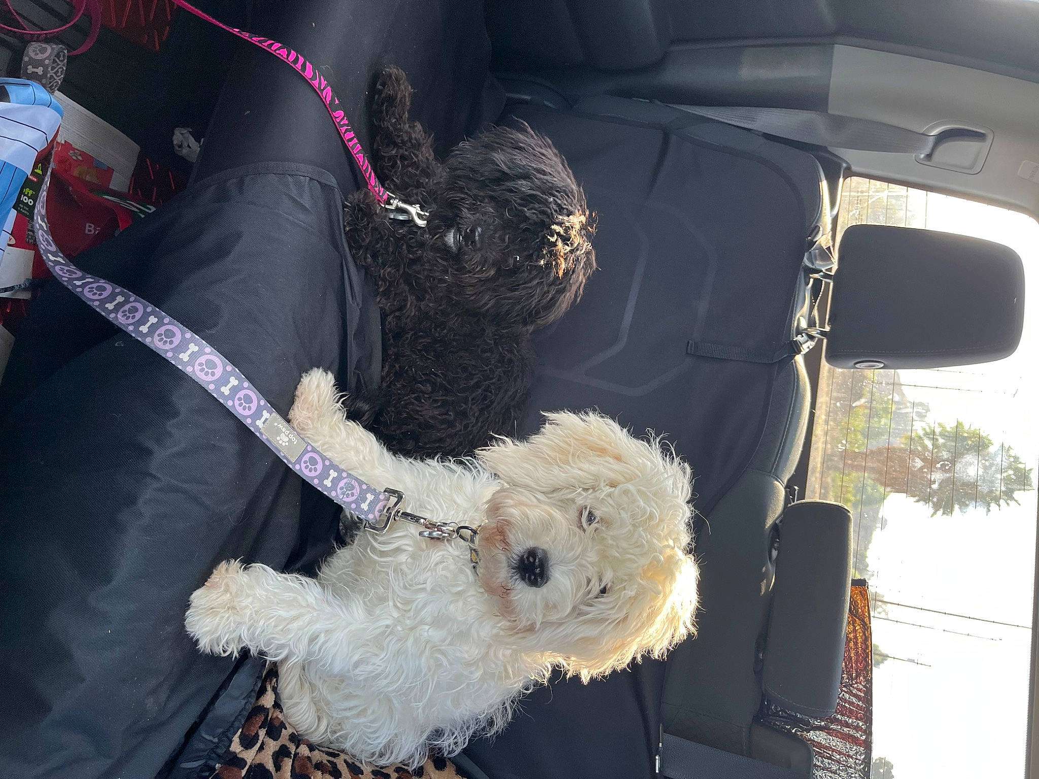 Teddy Bear is registered to the contest to win money with this photo: auto_part, automotive_exterior, automotive_lighting, car, car_seat, car_seat_cover, carnivore, companion_dog, dog, dog_breed, event, fur, motor_vehicle, snapshot, sporting_group, toy, tree, vehicle, vehicle_door, window