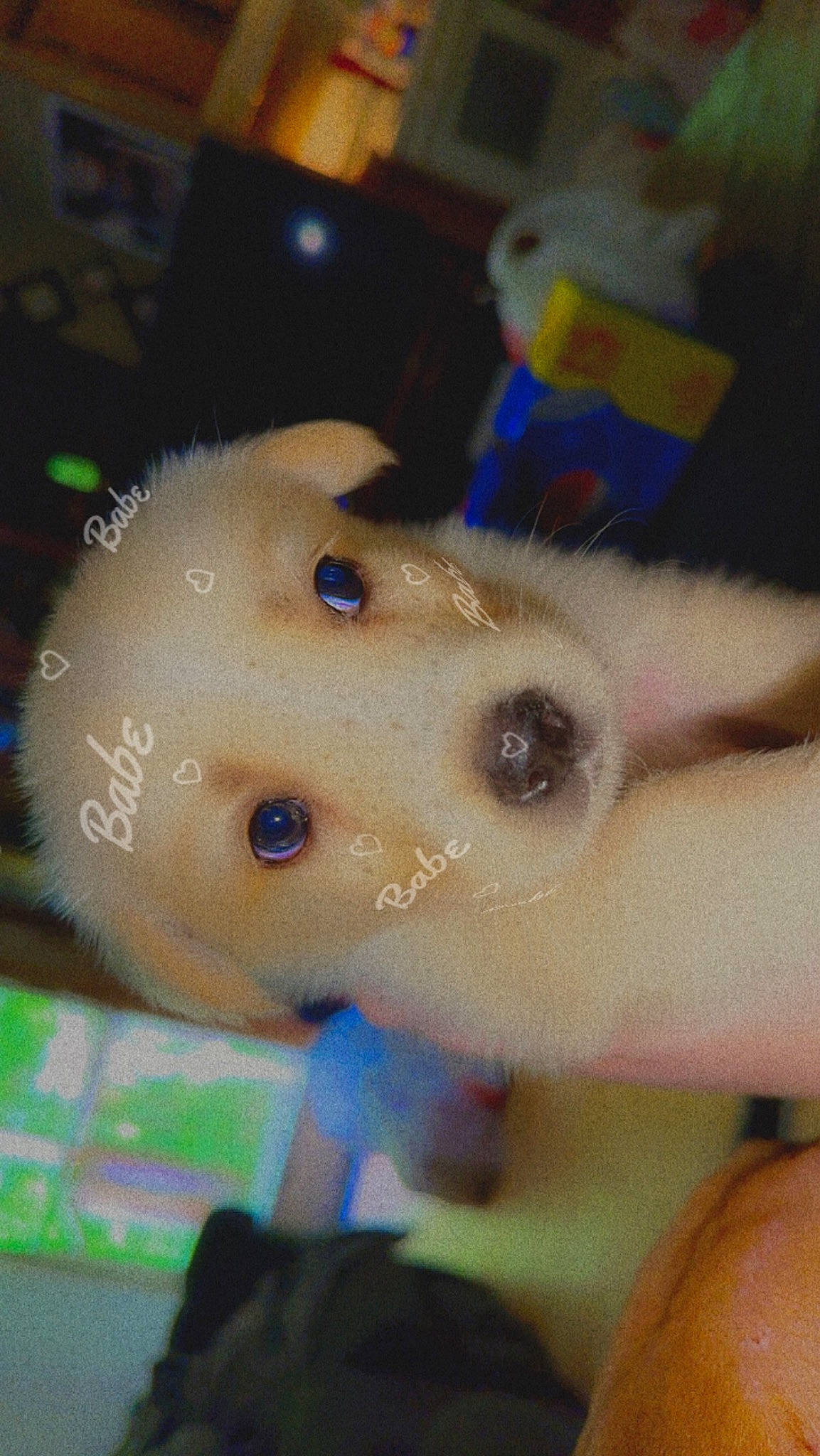 Hades is registered to the contest to win money with this photo: abdomen, carnivore, chest, child, companion_dog, dog, dog_breed, ear, eyelash, fawn, fun, fur, nail, non_sporting_group, snout, toy, whiskers, working_animal