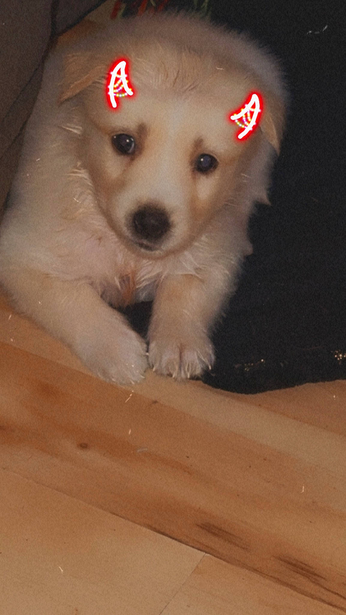 Hades joined the competition — help win amazing prizes! balance, canidae, carnivore, companion_dog, dog, dog_breed, dog_supply, flooring, fur, hardwood, non_sporting_group, paw, pet_supply, snout, sporting_group, toy_dog, whiskers, wood, working_animal