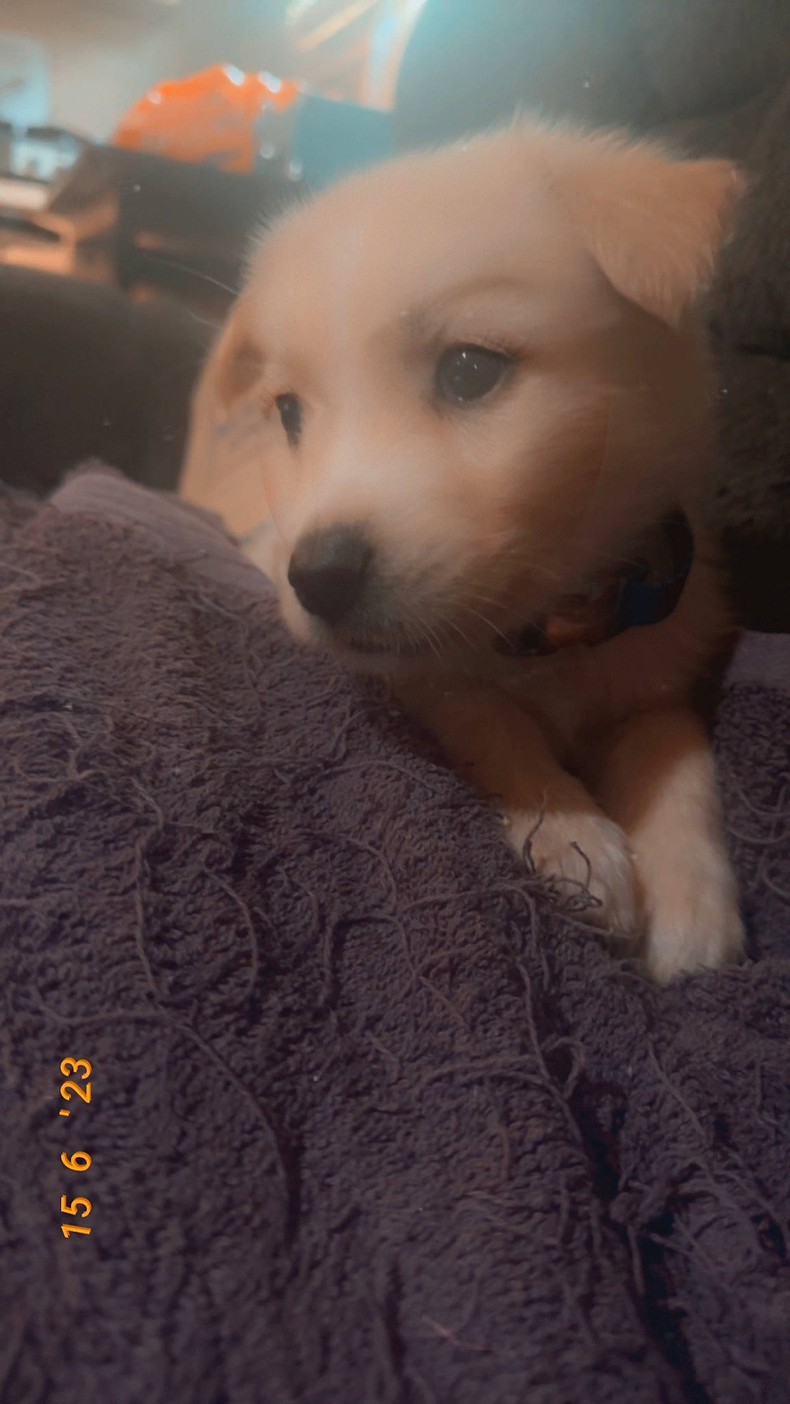 Hades is registered to the contest to win money with this photo: canidae, carnivore, companion_dog, dog, dog_breed, fawn, fur, non_sporting_group, photo_caption, puppy, retriever, snout, sporting_group, tail, whiskers, working_animal, working_dog