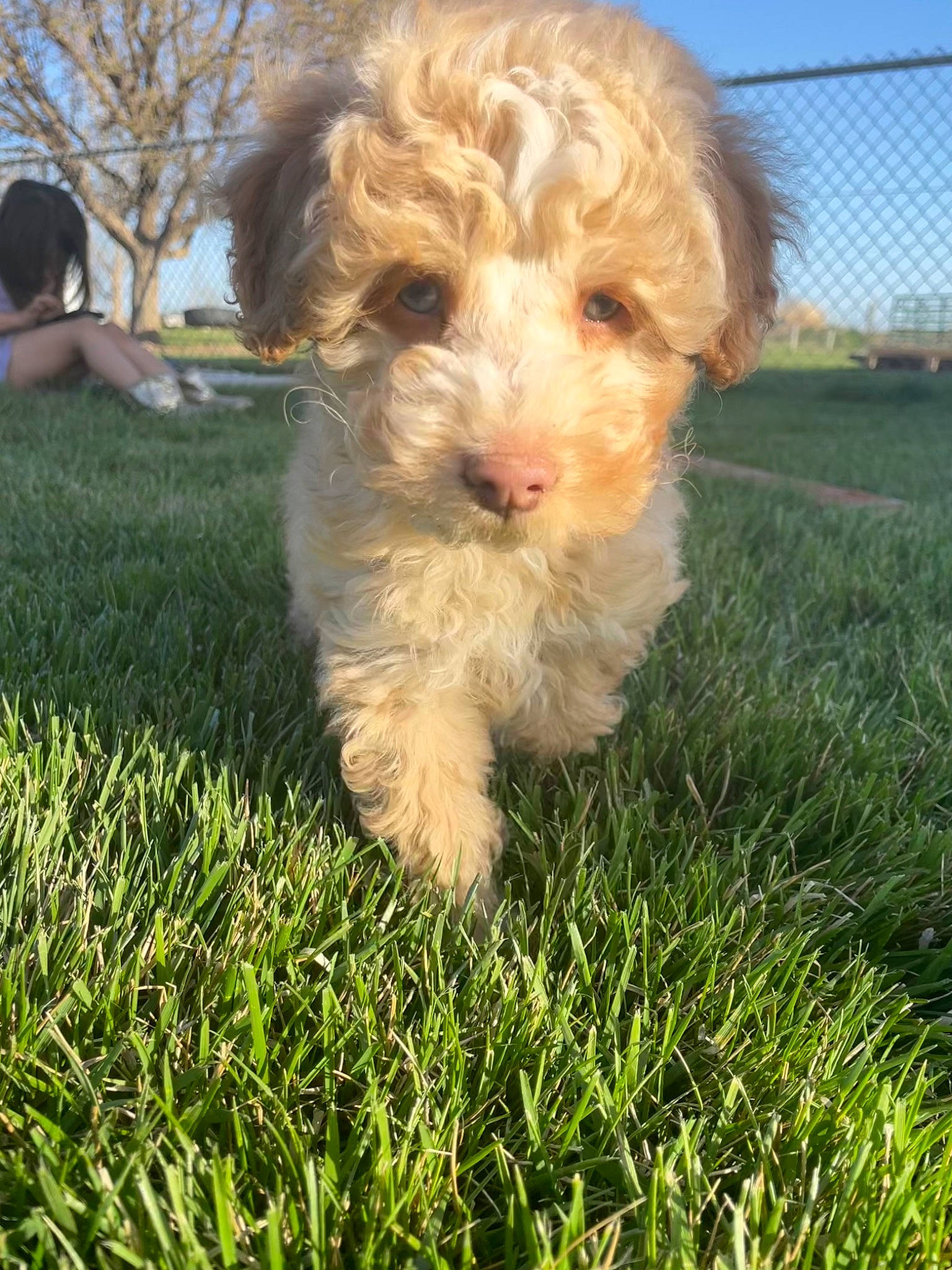 Dutton is registered to the contest to win money with this photo: canidae, carnivore, companion_dog, dog, dog_breed, fence, grass, labradoodle, mesh, plant, poodle, poodle_crossbreed, shih_poo, sky, small_terrier, sporting_group, terrier, toy_dog, tree, water_dog