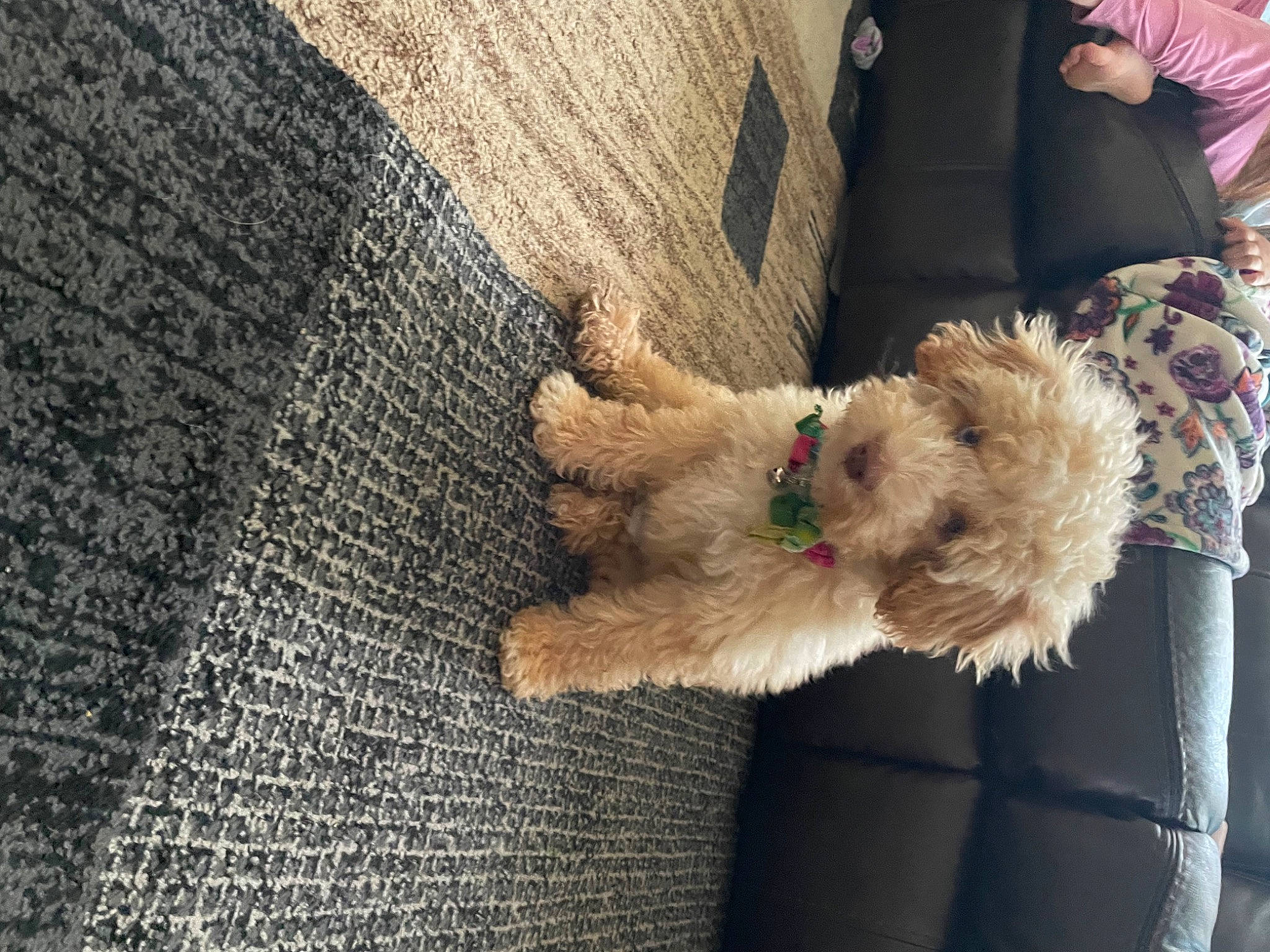 Dutton is registered to the contest to win money with this photo: canidae, carnivore, collar, companion_dog, dog, dog_breed, dog_collar, dog_supply, fawn, flooring, fur, paw, small_terrier, sporting_group, terrier, toy_dog, wood, working_animal, working_terrier, woven_fabric