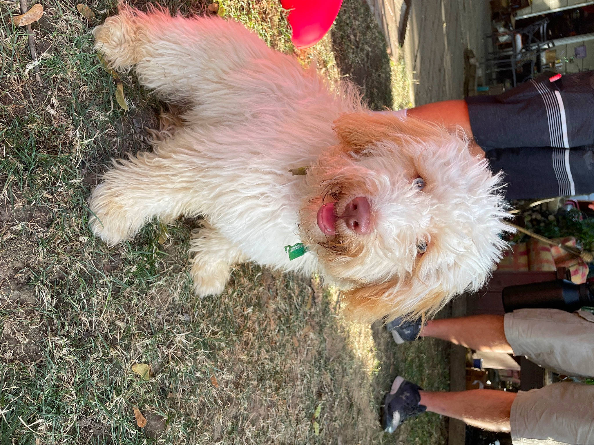 Dutton joined the competition — help win amazing prizes! canidae, carnivore, collar, companion_dog, dog, dog_breed, dog_collar, dog_supply, fawn, feather, fur, grass, leash, plant, small_terrier, snout, sporting_group, tail, terrier, toy_dog