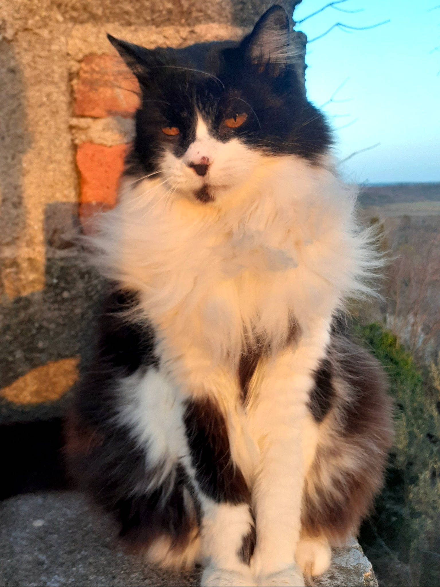 Aramis a rejoint le concours — aidez-le/la à gagner de superbes lots ! carnivore, cat, claw, domestic_short_haired_cat, eye, felidae, fur, mammal, paw, plant, sitting, sky, small_to_medium_sized_cats, snout, tail, terrestrial_animal, tree, vertebrate, whiskers, window