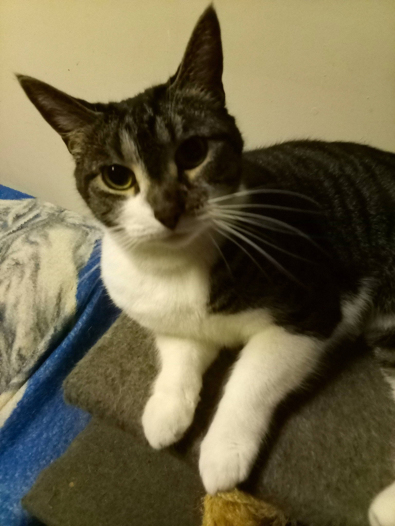 Fiona
