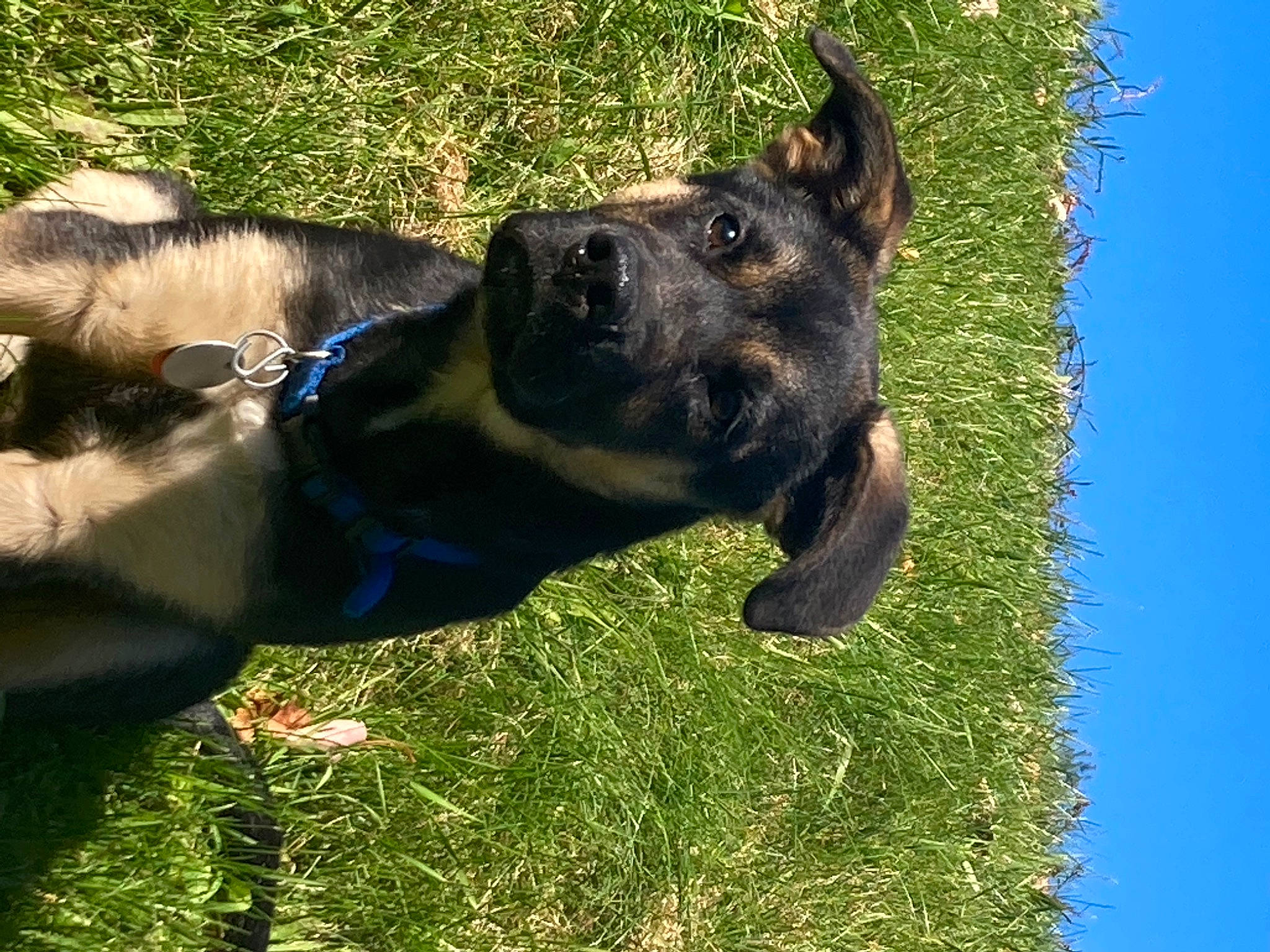 Kratos joined the competition — help win amazing prizes! canidae, carnivore, collar, companion_dog, dog, dog_breed, dog_collar, east_european_shepherd, fawn, german_shepherd_dog, grass, guard_dog, herding_dog, plant, sky, sporting_group, tail, terrestrial_animal, working_animal, working_dog