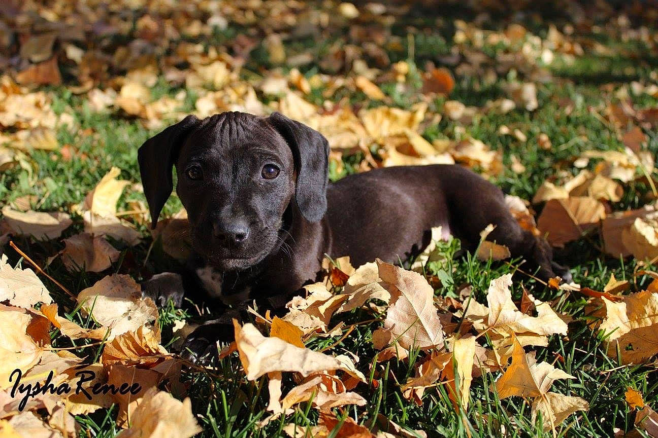 Myra joined the competition — help win amazing prizes! annual_plant, autumn, canidae, carnivore, companion_dog, deciduous, dog, dog_breed, fawn, grass, groundcover, gun_dog, liver, plant, snout, soil, sporting_group, terrestrial_animal, tree, working_animal