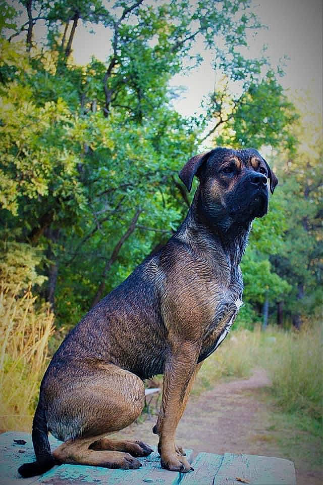 Capone is registered to the contest to win money with this photo: art, canidae, carnivore, companion_dog, dog, dog_breed, fawn, grass, guard_dog, gun_dog, liver, plant, snout, sporting_group, tail, terrestrial_animal, tree, wildlife, working_animal, working_dog