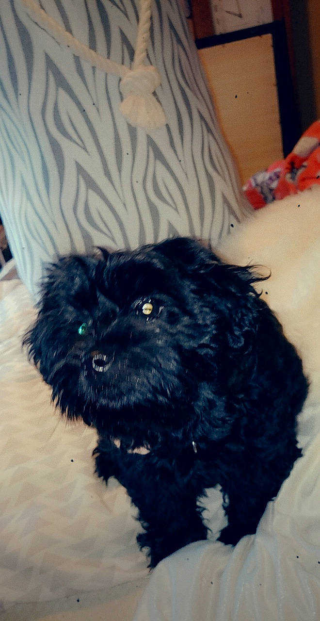 Touka joined the competition — help win amazing prizes! affenpinscher, bolonka, canidae, carnivore, cavapoo, chinese_imperial_dog, cockapoo, companion_dog, dog, dog_breed, havanese, mammal, morkie, pekapoo, poodle_crossbreed, puppy, schnoodle, shih_poo, shih_tzu, snout