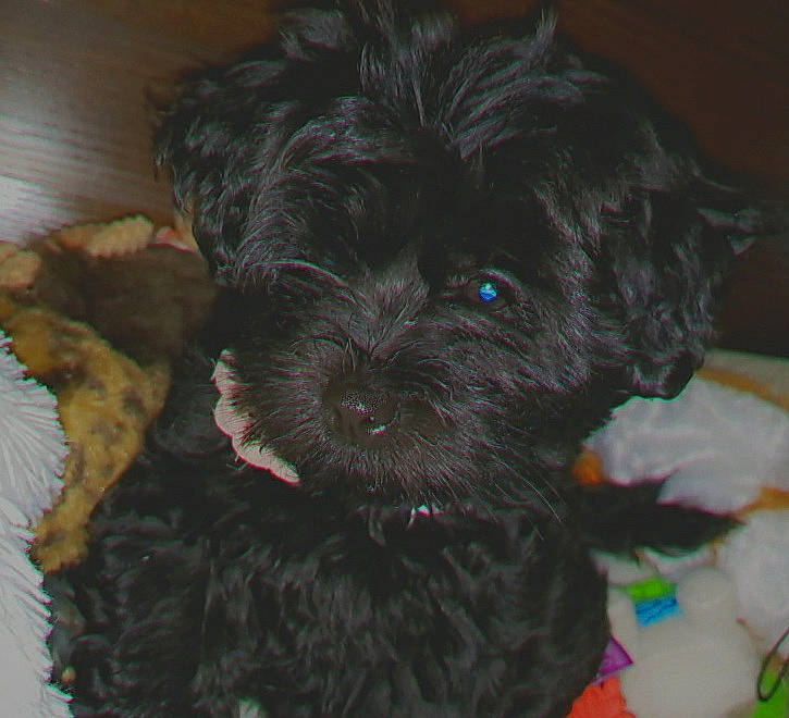 Touka joined the competition — help win amazing prizes! affenpinscher, bolonka, canidae, carnivore, cavapoo, cockapoo, companion_dog, dog, dog_breed, mammal, morkie, poodle_crossbreed, puppy, rare_breed_dog, schnoodle, shih_poo, sporting_group, terrier, toy_dog, yorkipoo