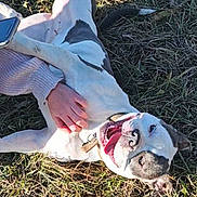 Arcane a rejoint le concours — aidez-le/la à gagner de superbes lots ! animal, cheerful, collar, daylight, dog, field, fur, grass, hand, happy, joy, nature, outdoor, paw, person, pet, playing, relaxed, smiling, sunlight