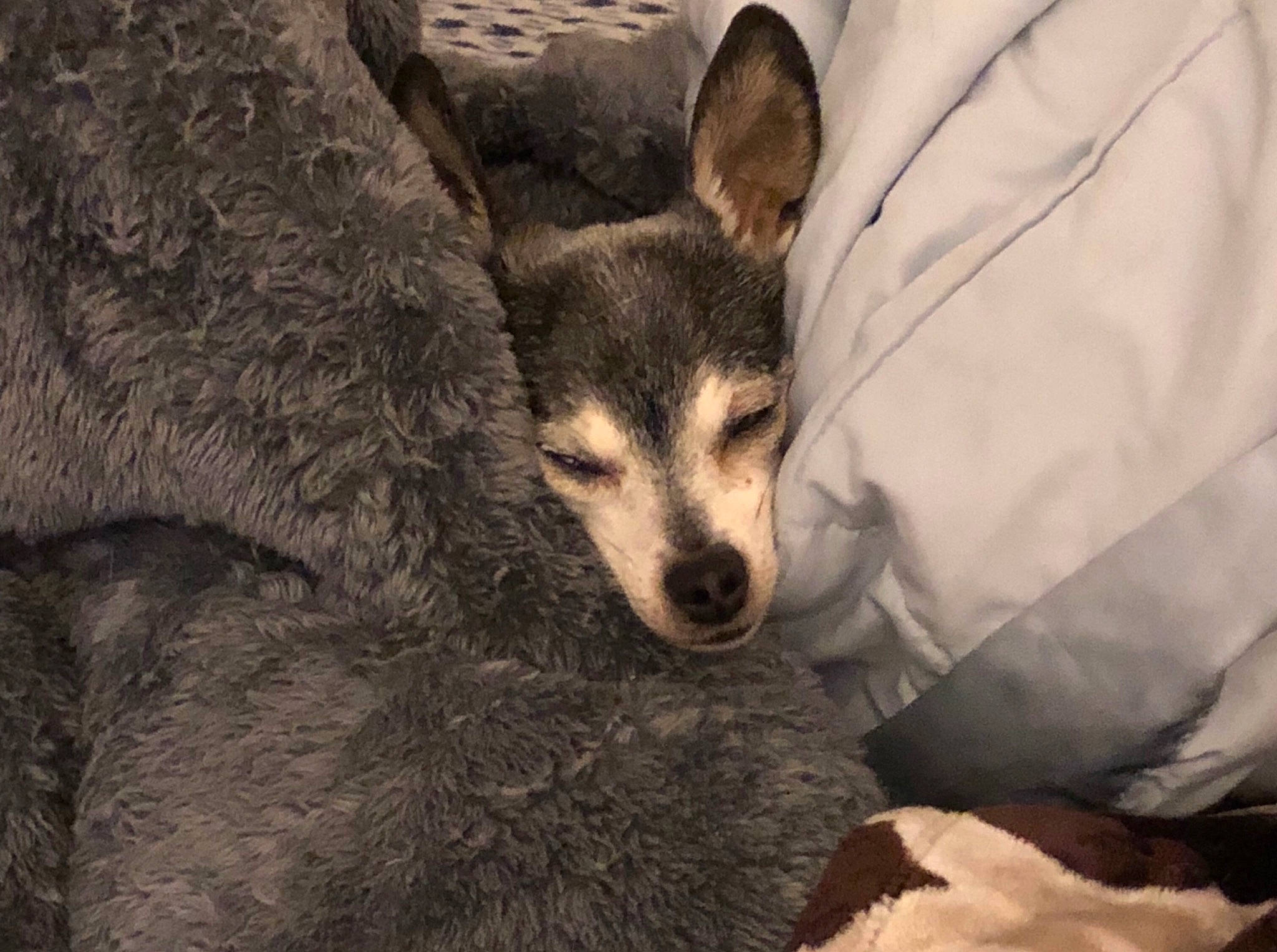 Bob joined the competition — help win amazing prizes! alaskan_klee_kai, canidae, carnivore, czechoslovakian_wolfdog, dog, dog_breed, fur, mammal, northern_inuit_dog, saarloos_wolfdog, seppala_siberian_sleddog, siberian_husky, snout, vertebrate, whiskers, wolfdog