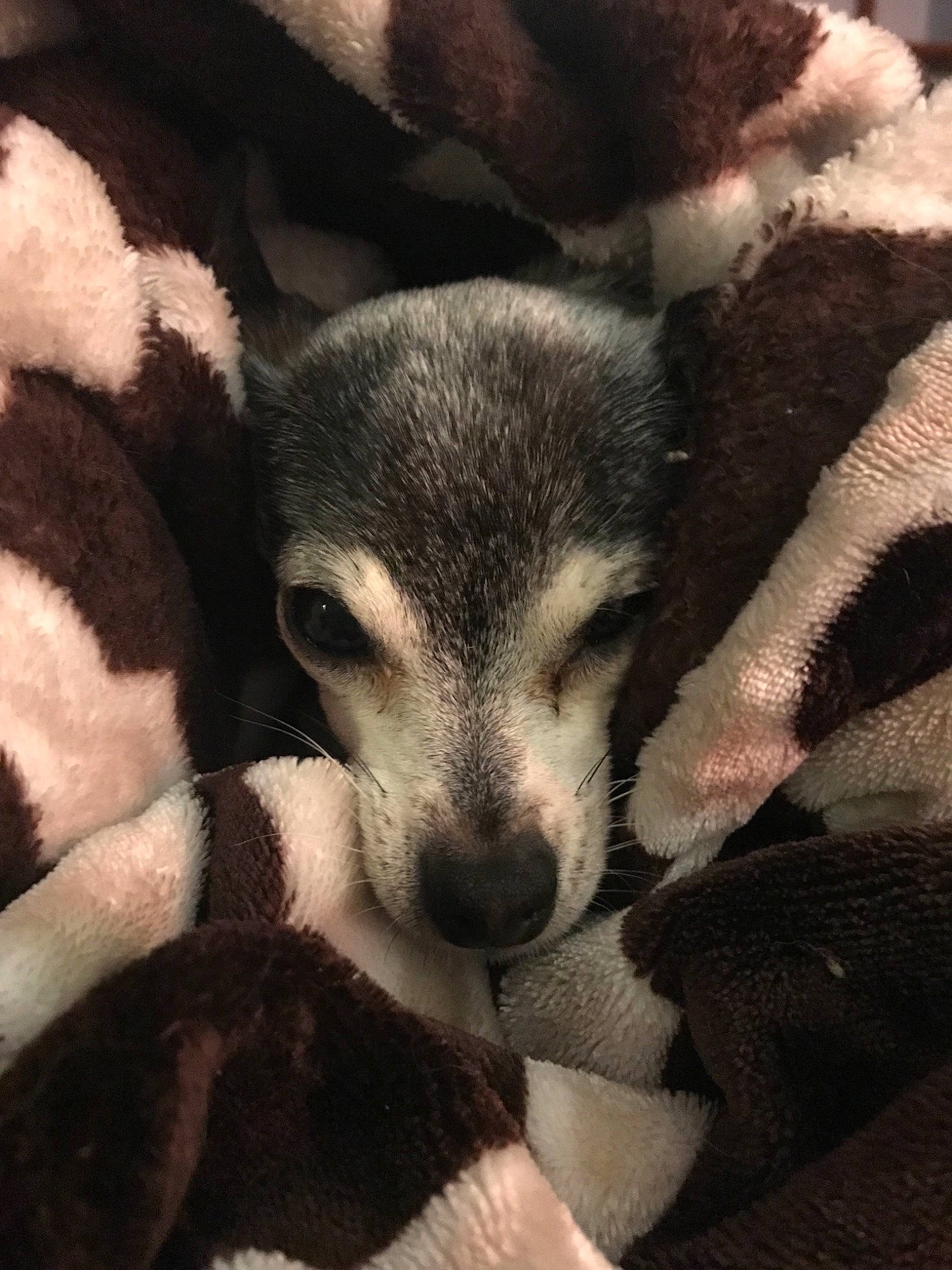 Bob is registered to the contest to win money with this photo: canidae, carnivore, dog, dog_breed, mammal, puppy, siberian_husky, snout, vertebrate, wolfdog