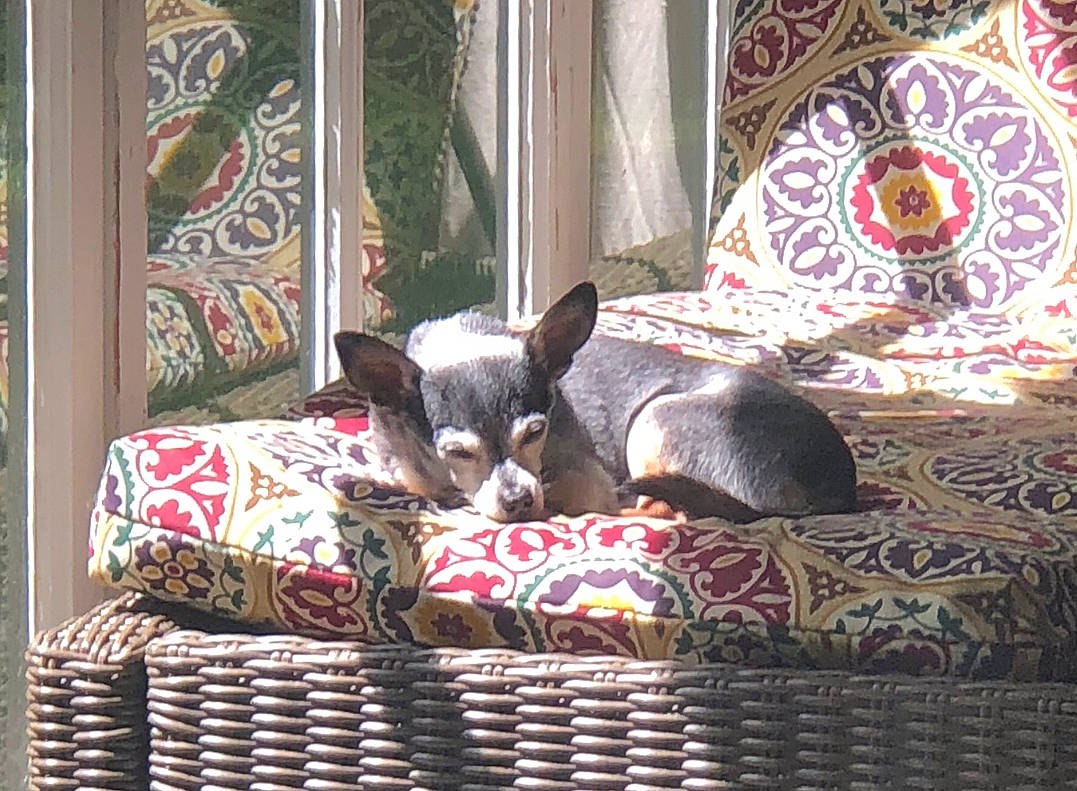 Bob is registered to the contest to win money with this photo: canidae, carnivore, companion_dog, dog, dog_breed, interior_design, mammal, miniature_pinscher, toy_dog