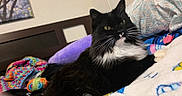 Marley joined the competition — help win amazing prizes! animal, bed, black_cat, cat, colorful, cozy, crocheted_blanket, feline, furniture, home, indoor, knitting_yarn, pet, pillow, relaxed, resting, soft_texture, whiskers, white_fur, yellow_eyes
