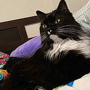Marley is registered to the contest to win money with this photo: cat, black_and_white, feline, bed, blanket, yarn, colorful, cozy, indoor, resting, pet, fur, whiskers, pillow, headboard, patterned, textile, relaxed, animal, domestic