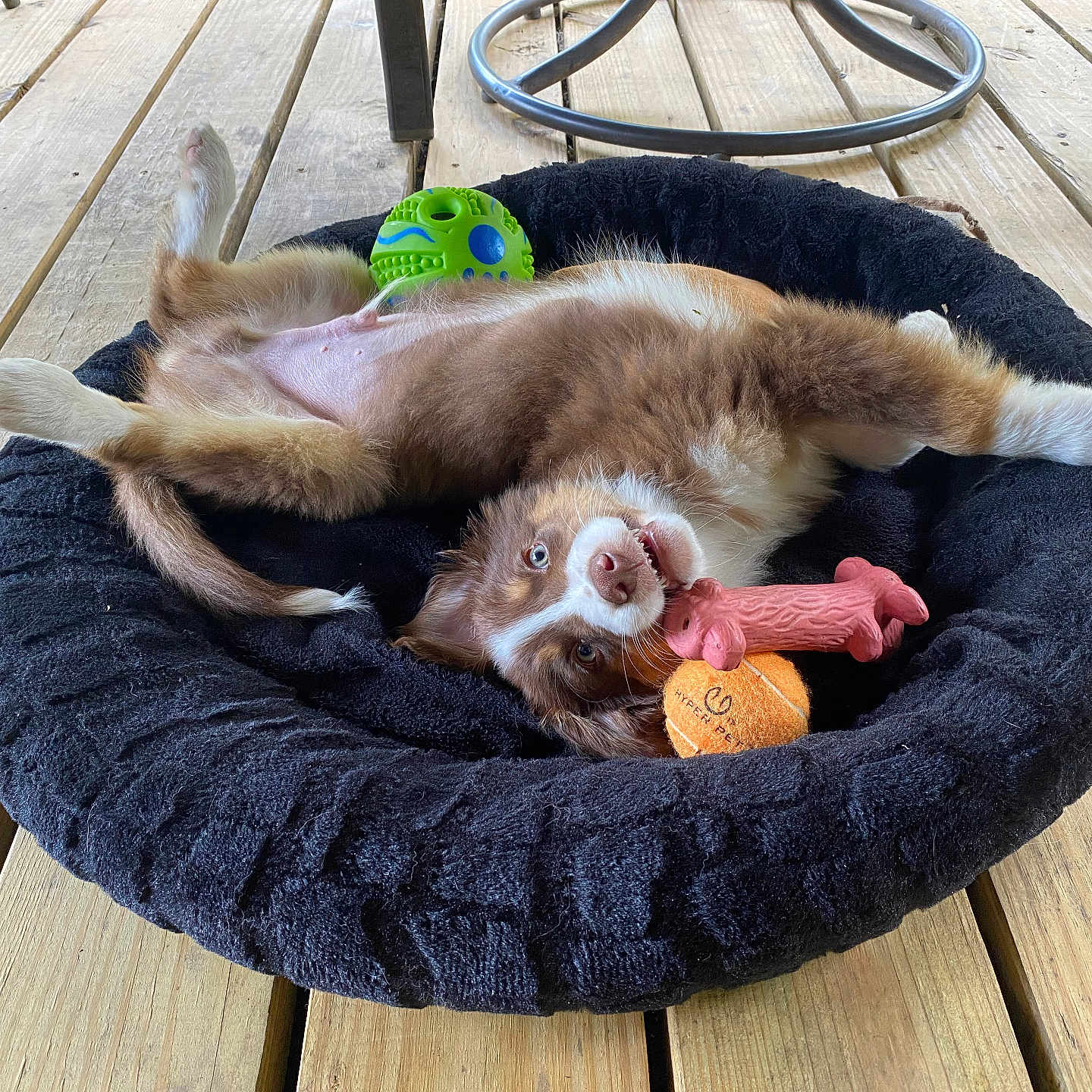Kory joined the competition — help win amazing prizes! animal, architecture, ball, basketball, basketballball, building, canine, cat, deck, dog, dogbed, hound, house, housing, husky, pet, puppy, sport, tennis, tennisball
