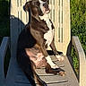dog, lounge_chair, outdoor, sunlight, grass, relaxed, brown_and_white, pet, canine, summer, nature, animal, seat, daylight, shade, resting, mammal, sunbathing, happy, peaceful