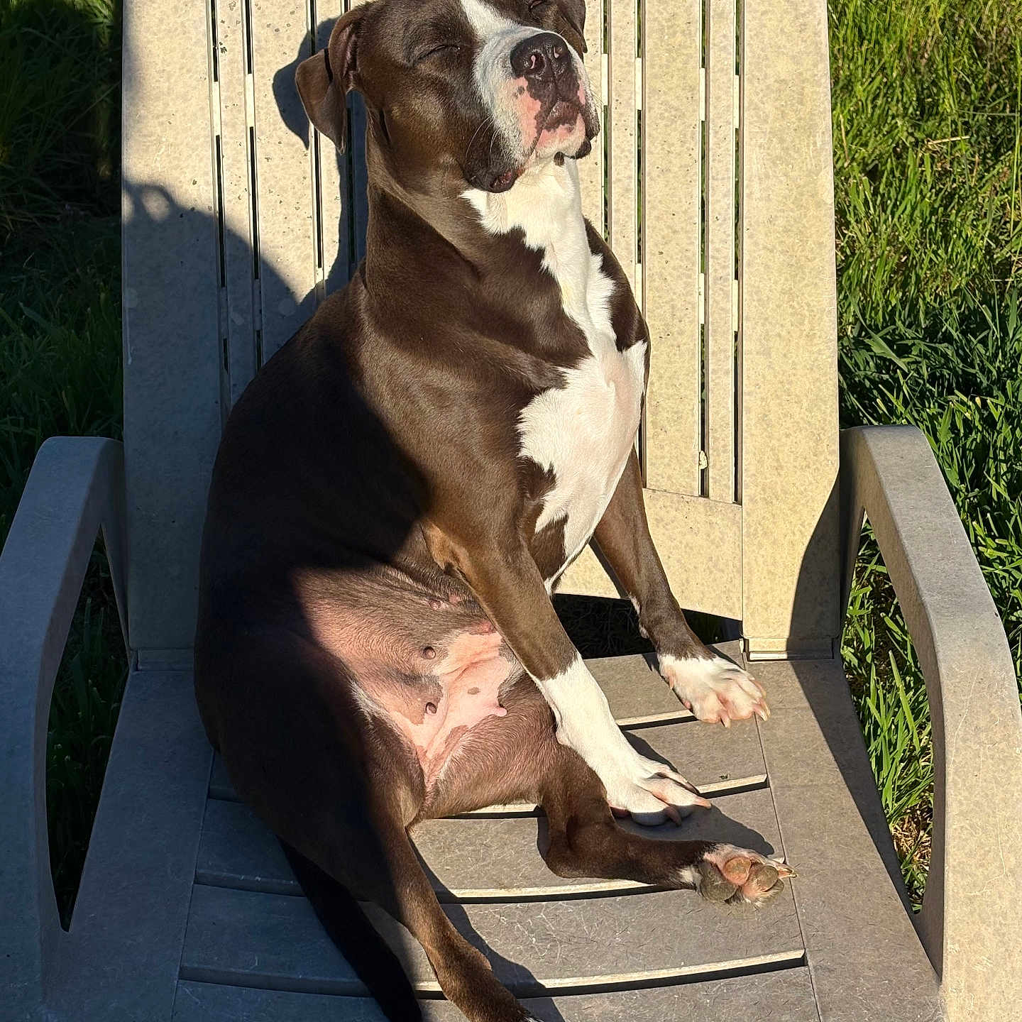 Maya