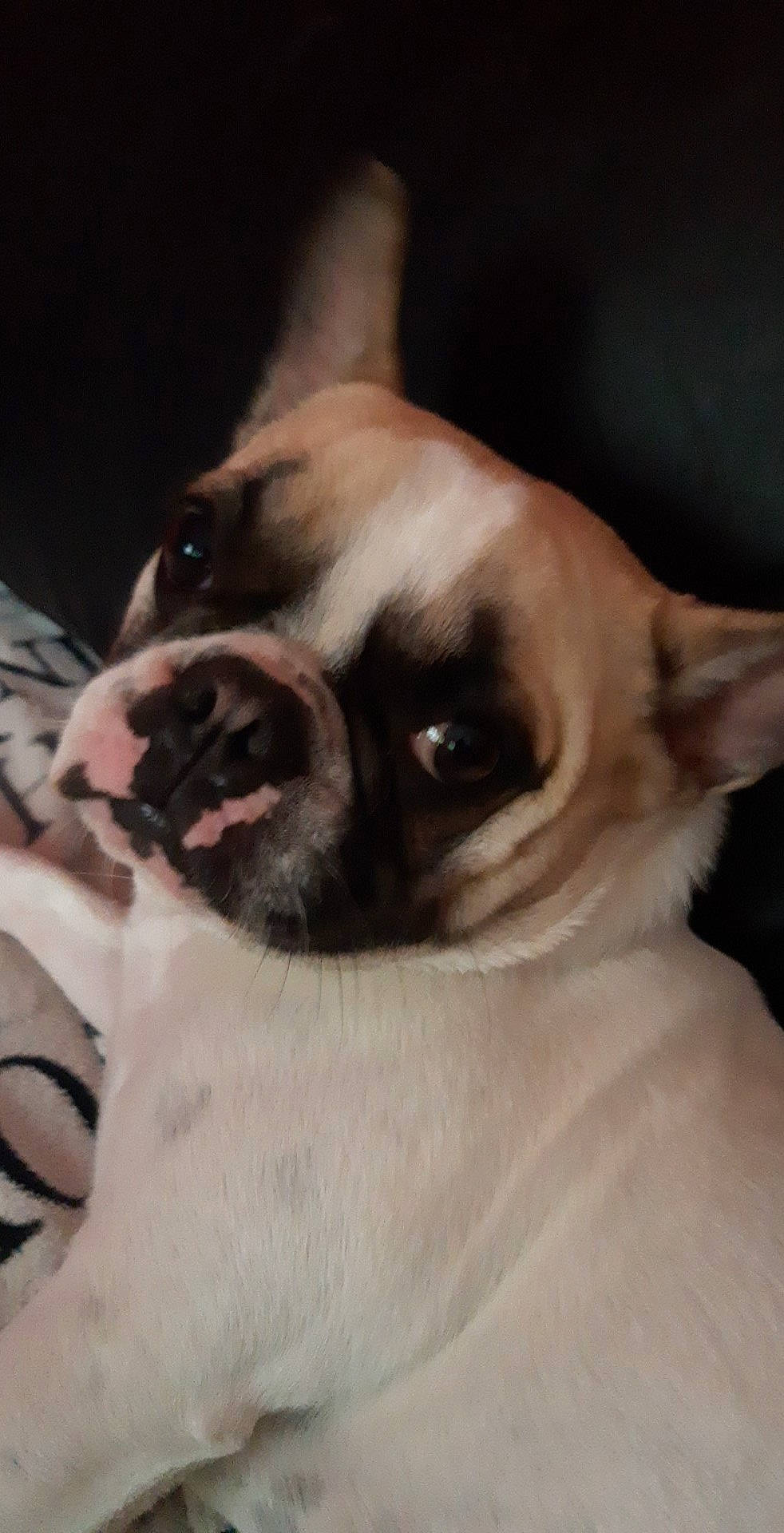 Pookie participe au concours pour gagner de l'argent avec cette photo : bulldog, carnivore, comfort, companion_dog, dog, dog_breed, ear, fawn, french_bulldog, fur, guard_dog, non_sporting_group, paw, puppy_love, snout, sporting_group, toy_dog, whiskers, working_animal, wrinkle