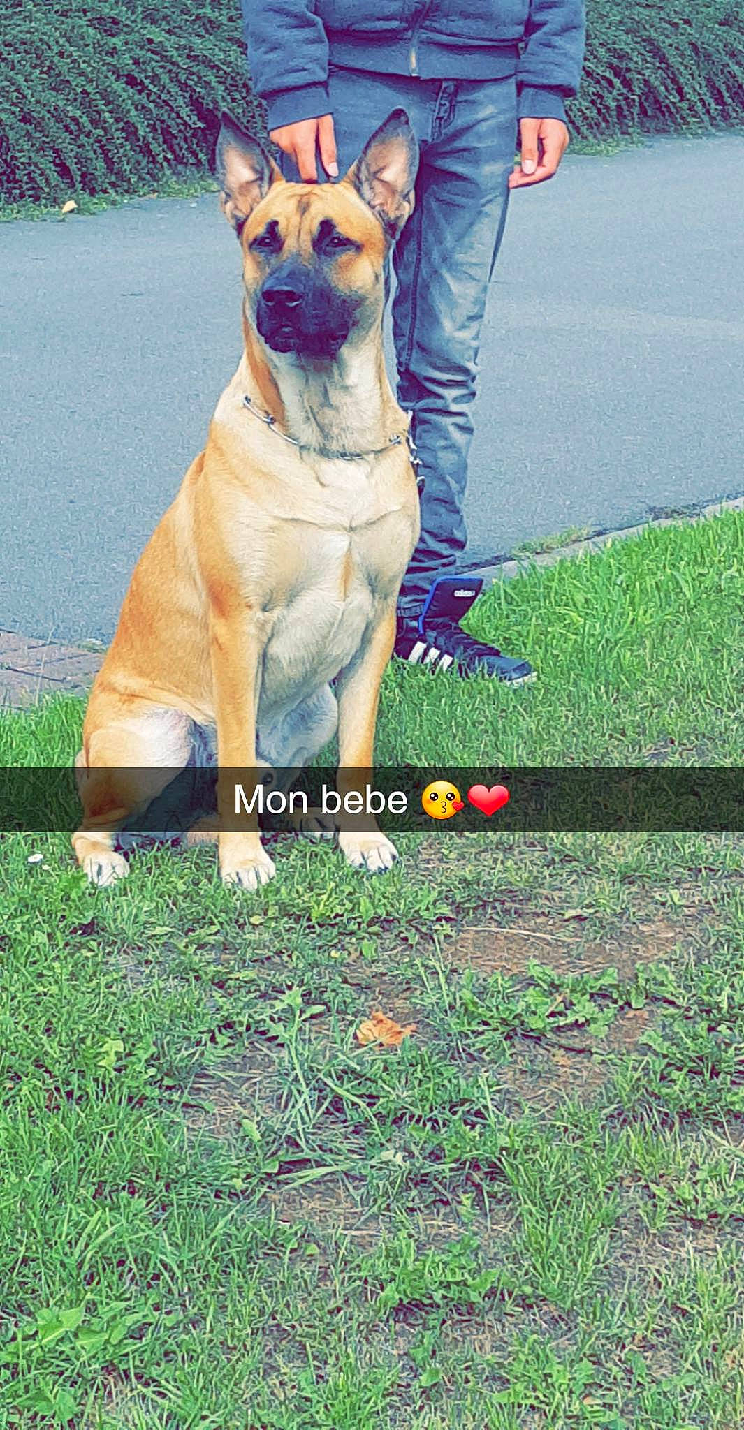 Jul a rejoint le concours — aidez-le/la à gagner de superbes lots ! canidae, carnivore, collar, companion_dog, dog, dog_breed, dog_collar, dog_sports, dog_supply, electric_blue, fawn, grass, hat, leash, obedience_training, recreation, snout, sporting_group, tail, working_dog