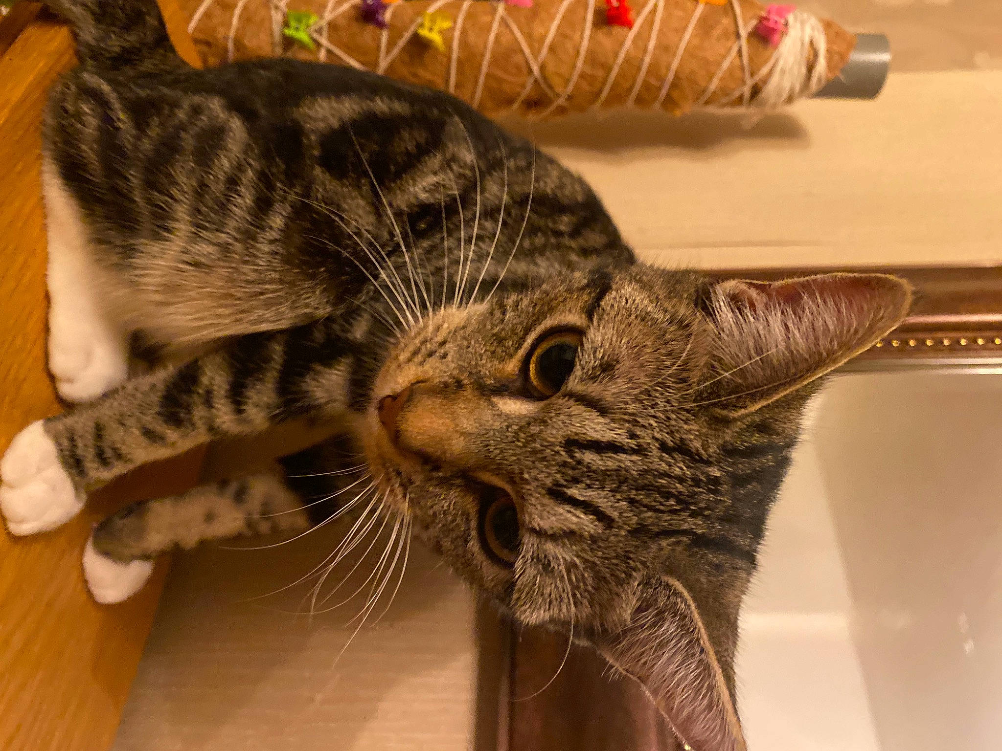 Laila is registered to the contest to win money with this photo: carnivore, cat, claw, comfort, domestic_short_haired_cat, ear, eye, felidae, fur, paw, plant, small_to_medium_sized_cats, snout, whiskers, wildlife