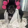 dog, small_dog, black_dog, pink_hair_rollers, white_towel, blanket, sink, metallic_surface, pet, cute, looking_at_camera, indoors, wet_fur, grooming, animal, expression, standing, bathroom, cleaning, curious