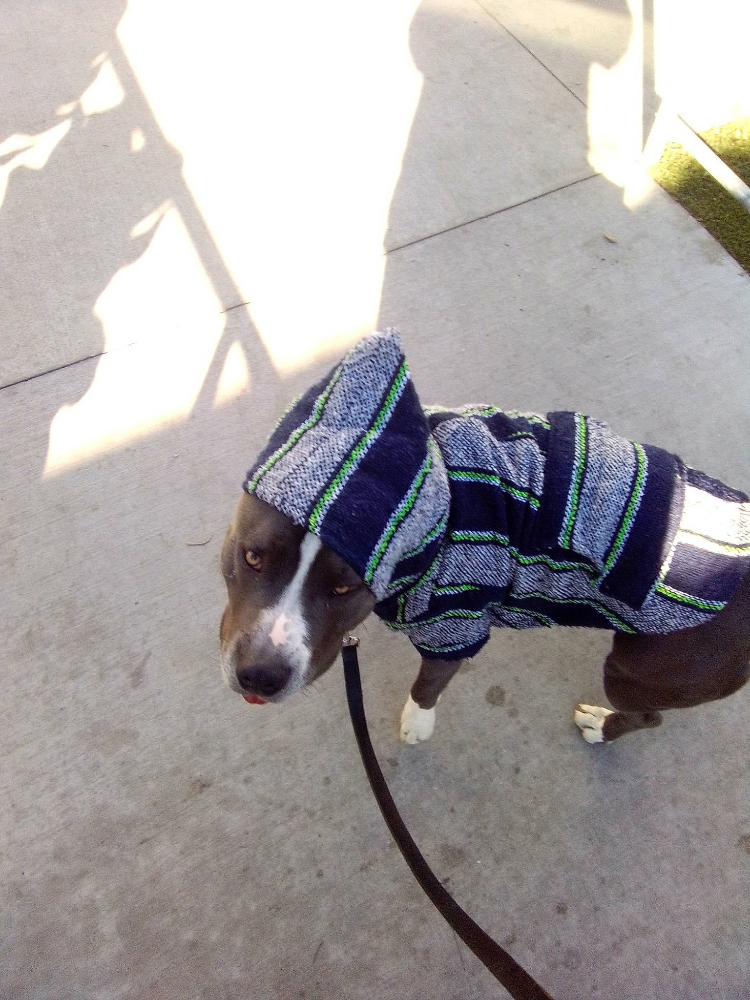 Lucky Luciano is registered to the contest to win money with this photo: asphalt, carnivore, collar, companion_dog, dog, dog_breed, dog_clothes, dog_collar, dog_supply, electric_blue, fawn, flooring, leash, pet_supply, road_surface, sidewalk, sleeve, snout, t_shirt, tints_and_shades