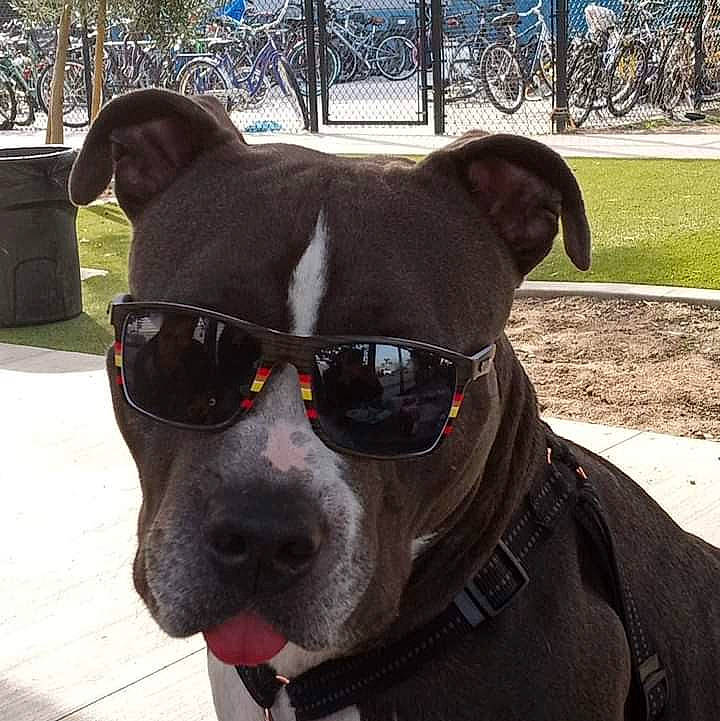 Lucky Luciano joined the competition — help win amazing prizes! carnivore, collar, companion_dog, dog, dog_breed, dog_collar, dog_supply, eyewear, fawn, glasses, goggles, leash, personal_protective_equipment, pet_supply, snout, sunglasses, vision_care, wheel, whiskers, working_animal