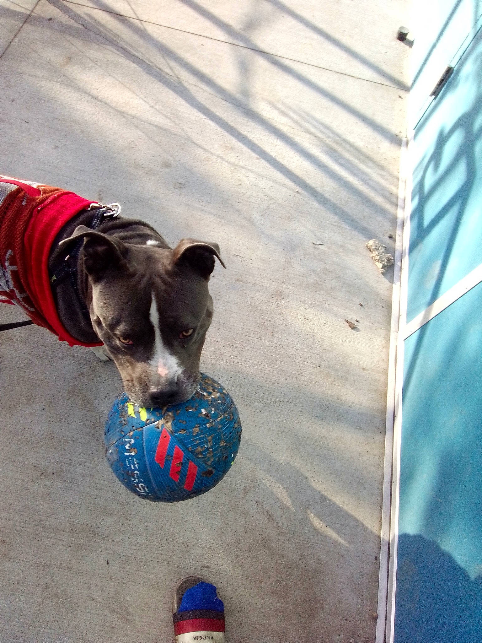 Lucky Luciano joined the competition — help win amazing prizes! ball, blue, canidae, carnivore, collar, companion_dog, dog, dog_breed, dog_collar, dog_supply, electric_blue, fawn, pet_supply, recreation, snout, sports_toy, tints_and_shades, toy, wood, working_animal