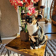 Cannelle a rejoint le concours — aidez-le/la à gagner de superbes lots ! cat, calico_cat, flower, orchid, potted_plant, table, wooden_table, indoor, sunlight, window, rug, cat_tree, hanging_chair, cozy, furniture, pet, animal, domestic, home, decor