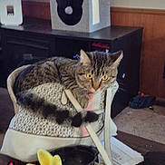 Uno joined the competition — help win amazing prizes! bag, carpet, cat, cat_house, clutter, curious, domestic_animal, feline, furniture, household_items, indoor, keys, living_room, papers, pet, plastic_bowl, tabby, television, wood_paneling, yellow_toy