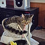 bag, carpet, cat, cat_house, clutter, curious, domestic_animal, feline, furniture, household_items, indoor, keys, living_room, papers, pet, plastic_bowl, tabby, television, wood_paneling, yellow_toy