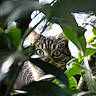 Boubou a rejoint le concours — aidez-le/la à gagner de superbes lots ! cat, tabby_cat, green_eyes, leaves, foliage, outdoor, nature, peek, curious, animal, whiskers, tree, branches, close_up, wildlife, daylight, mammal, pet, eye_contact, camouflage