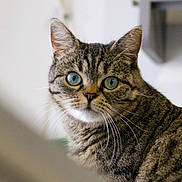 Boubou a rejoint le concours — aidez-le/la à gagner de superbes lots ! cat, tabby, green_eyes, curious, pet, animal, whiskers, fur, indoor, close_up, portrait, mammal, cute, domestic_cat, looking, face, ears, feline, attention, soft_light